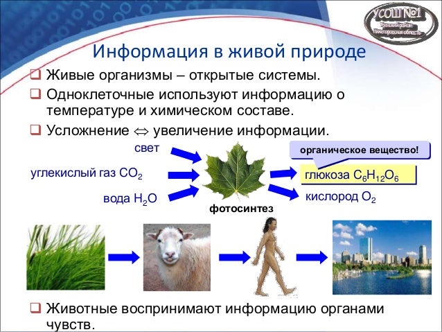 Картинки информация в живой природе Картинки информация в живой природе